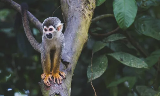 biodiverse
