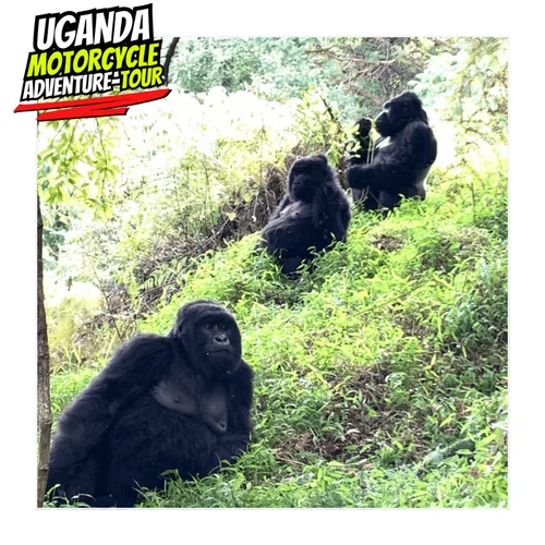 DAY 7 ITINE UGANDA
